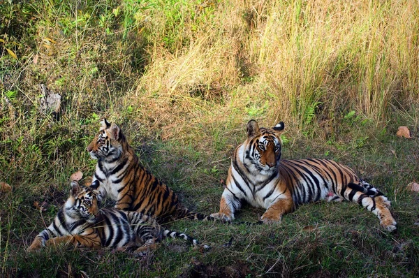 Tygrysica i cub. — Zdjęcie stockowe