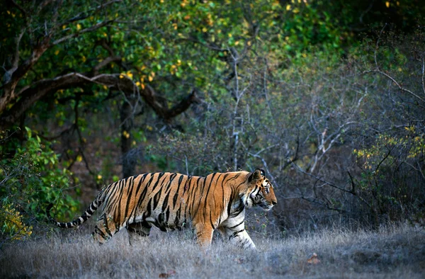 Tigre de Bengala . Imagen de stock