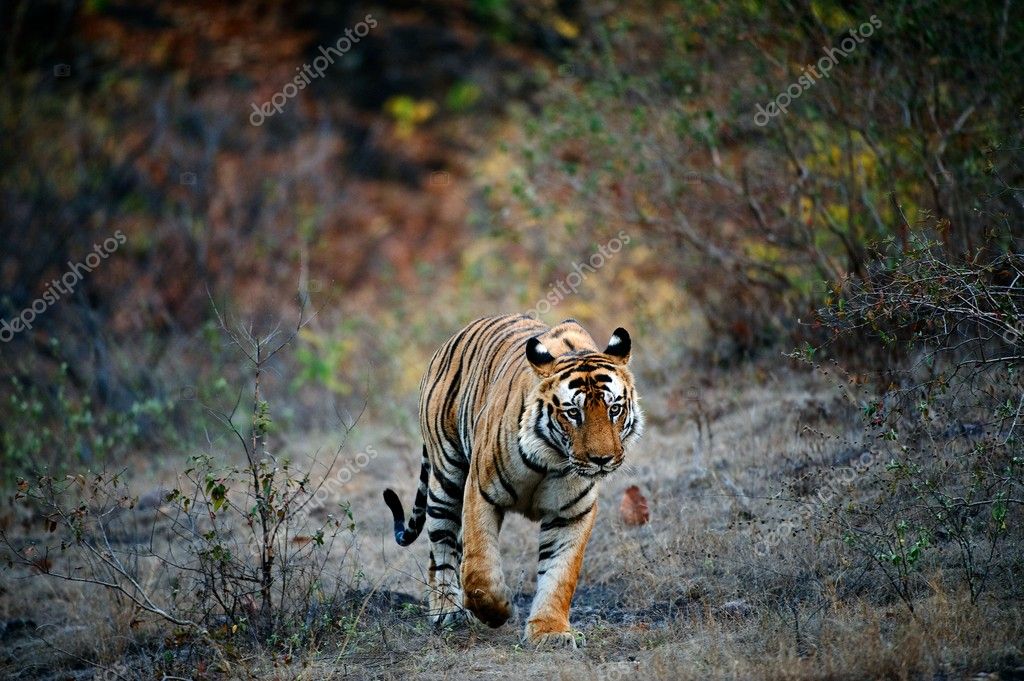 india tiger. | 图库照片 08 surzet #4008775