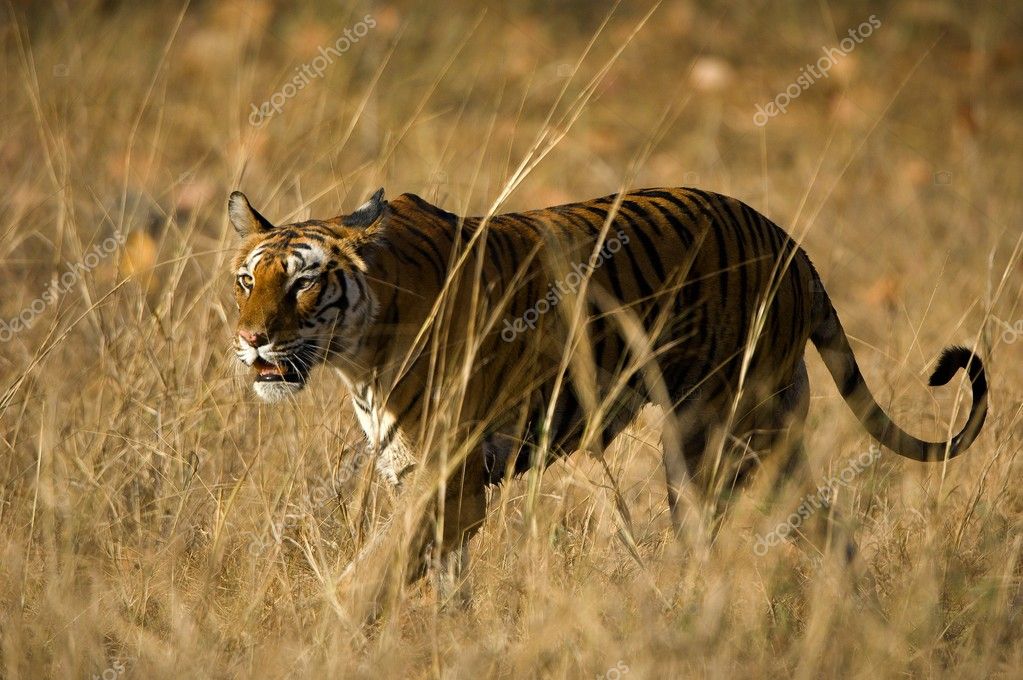 Share price tiger Tiger Royalties