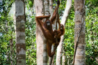 erkek orangutanın bir yavrusu ile.