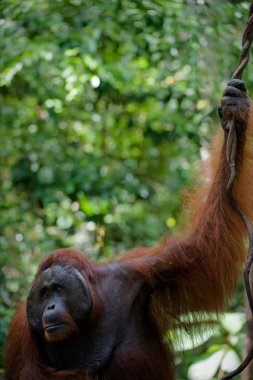 yetişkin erkek orangutanın