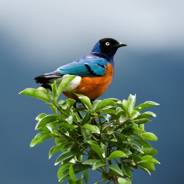 Bird on a branch. clipart