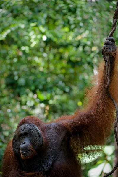Le mâle adulte de l'orang-outan — Photo