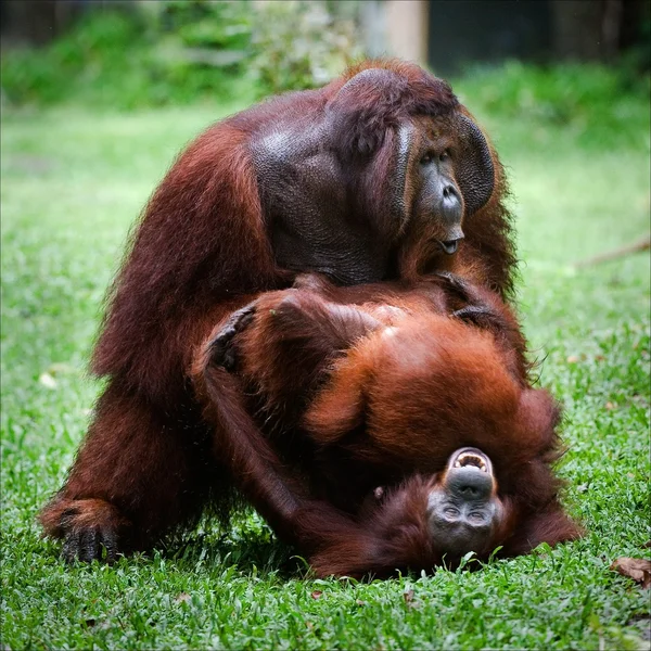 Amore orango . — Foto Stock