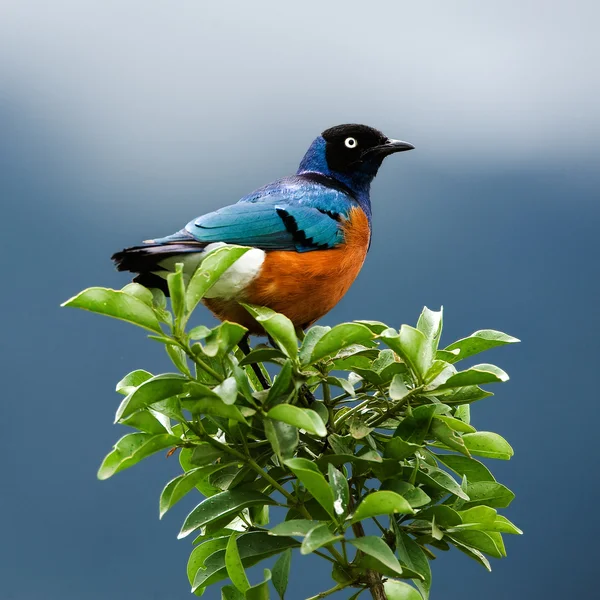 나뭇가지에 앉은 새. — 스톡 사진