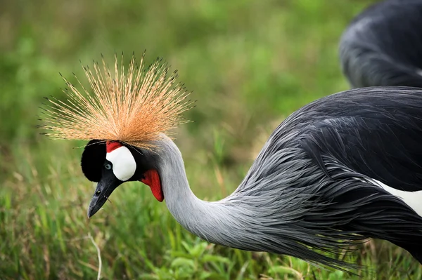 The Black Crowned Crane. — Stock Photo, Image