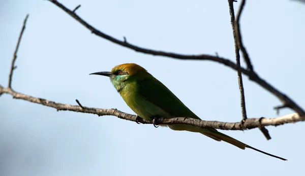 Küçük yeşil arı kuşugiller. yabani arı kuşu orientalis. — Stok fotoğraf