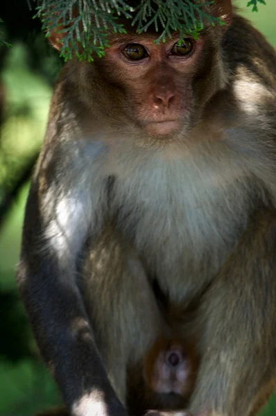 Rhesus macaques. — Stock Photo, Image
