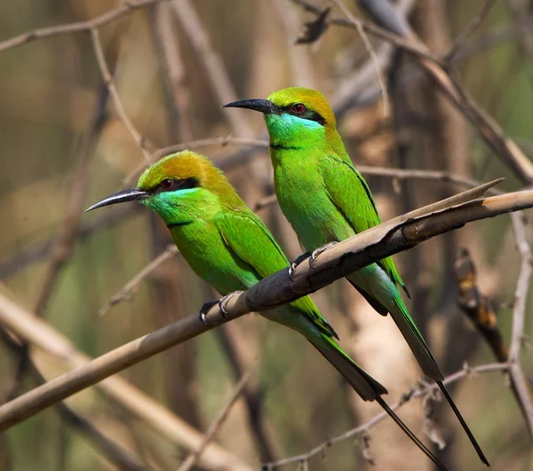 Two Little Green Bee eaters. — Stock Photo, Image