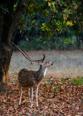 Male Spotted Deer (Axis axis). clipart