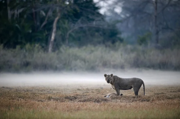 Львиная львица с убийством — стоковое фото