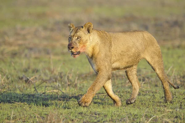 Львица после охоты . — стоковое фото