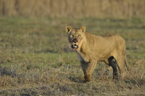 Een portret van een leeuwin met een mond bloed bevlekte. — Stockfoto