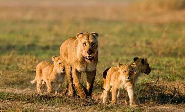 Lioness with three cubs. — Stock Photo, Image