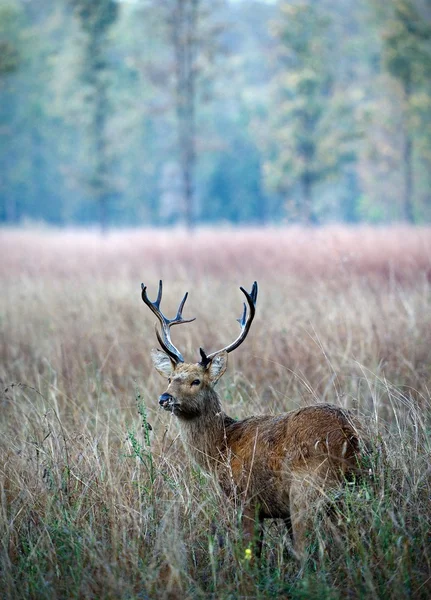 沼の鹿. — ストック写真
