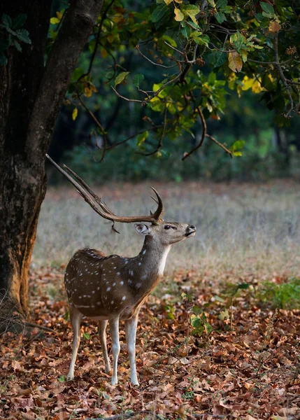 Male Spotted Deer (Axis axis). — Stock Photo, Image