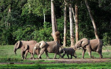 Afrika orman fillerinin (loxodonta cyclotis).