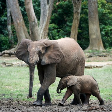 The kid the elephant calf with mum. 3 clipart