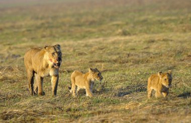 Lioness after hunting with cubs. clipart