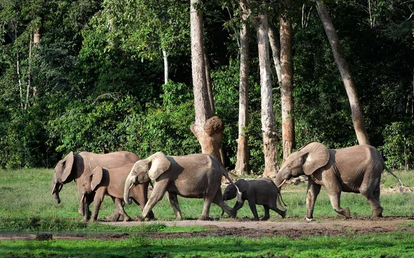 Elefantes forestales africanos (Loxodonta cyclotis ). — Foto de Stock