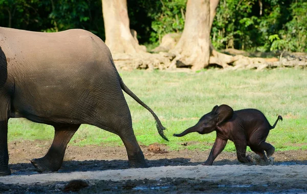 stock image For a mum's tail.