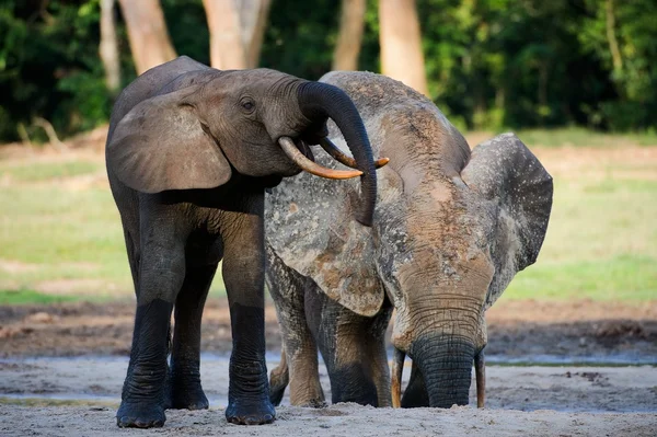 Elefantes forestales africanos (Loxodonta cyclotis ). —  Fotos de Stock