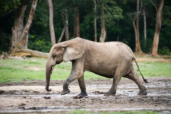 Elefante della foresta africana (Loxodonta cyclotis ). — Foto Stock
