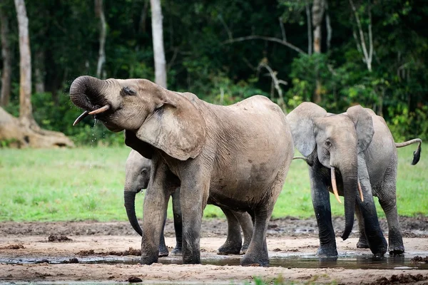 L'éléphant boit . — Photo