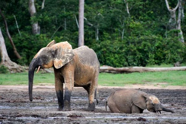 大象小牛在泥土中沐浴。泥浴. — 图库照片
