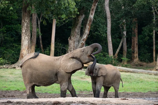 Das Elefantenkalb trinkt bei der Mutter aus dem Maul. — Stockfoto
