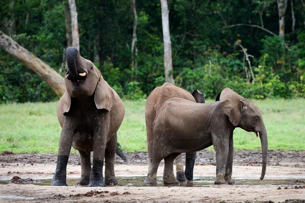 El elefante bebe . —  Fotos de Stock