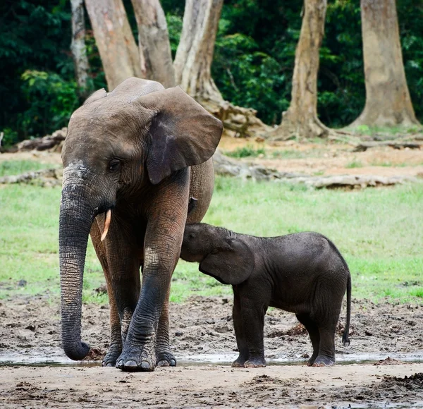 The elephant calf drinks milk at mum. — Stock Photo, Image