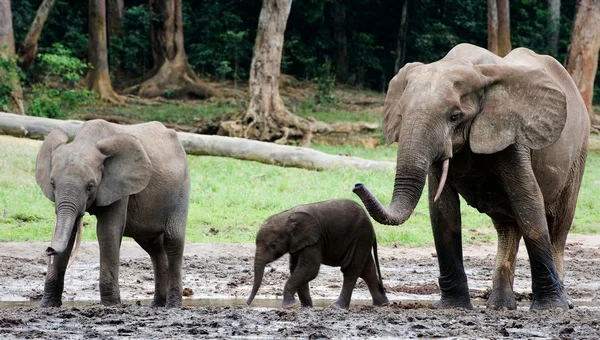 Erdei elefánt család. — Stock Fotó