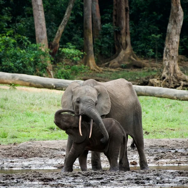 Dziecko słoń łydka z mamą. — Zdjęcie stockowe
