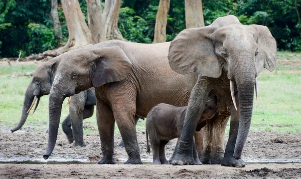 La cría de elefante bebe la leche a la mamá . —  Fotos de Stock