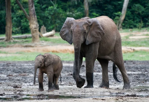 The kid the elephant calf with mum. — Stock Photo, Image