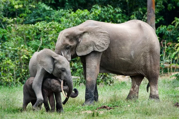 Rodzina słonie lasu. — Zdjęcie stockowe