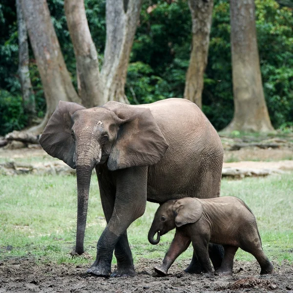 O miúdo, o bezerro de elefante com a mãe. 3. — Fotografia de Stock