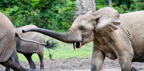 Poursuite. Les attaques d'éléphants . — Photo