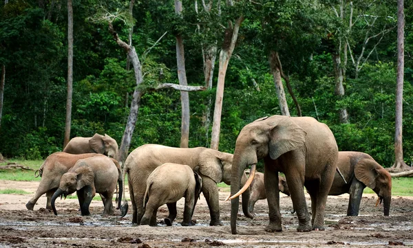 Elefantes forestales africanos (Loxodonta cyclotis ). — Foto de Stock