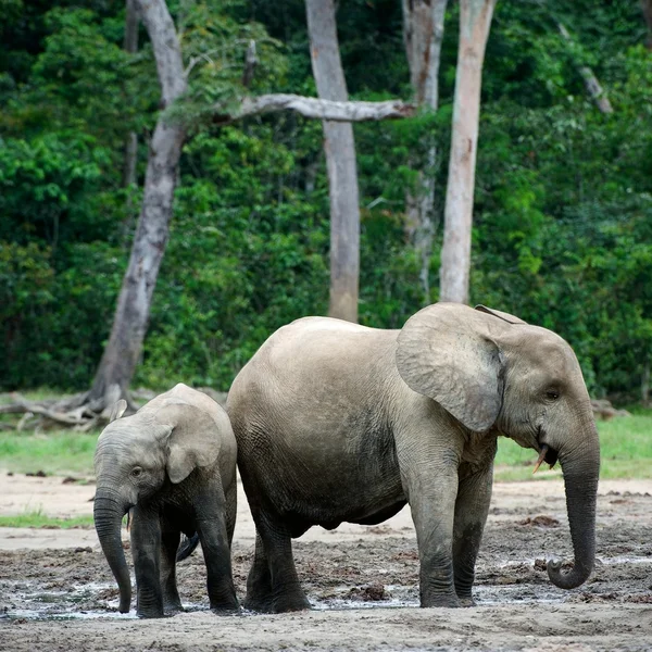 孩子和妈妈一起大象小牛. — 图库照片
