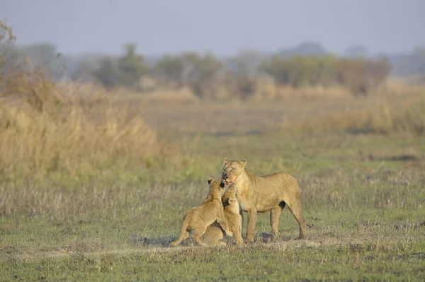 カブスと狩りの後ライオン. — ストック写真