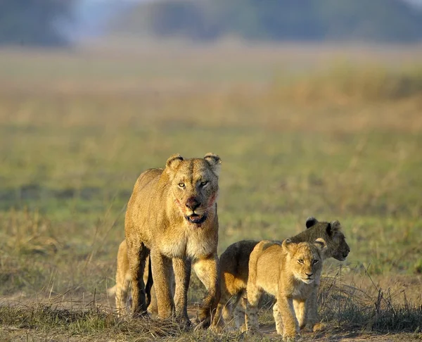 Lwica po polowaniu z młode. — Zdjęcie stockowe