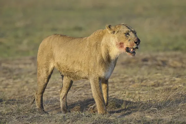 La leona con un hocico manchado de sangre , —  Fotos de Stock
