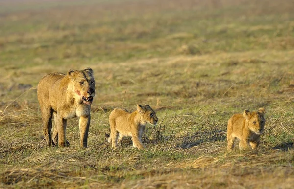 Lejoninna efter jakt med ungar. — Stockfoto