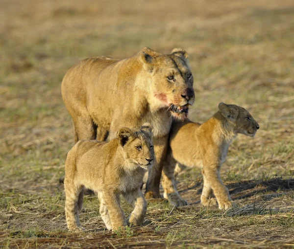 Lvice po lovu se mláďata. — Stock fotografie