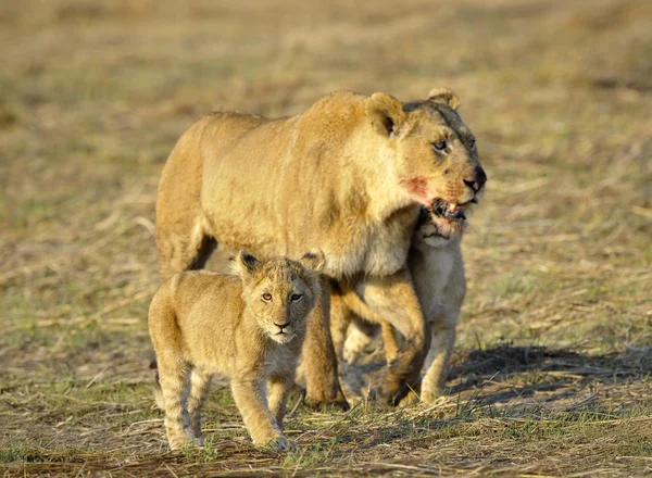 Lioness after hunting with cubs. — Stock Photo, Image