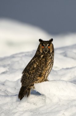 The Long-eared Owl. clipart