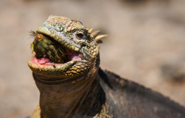 iguana bir kaktüs yiyor.